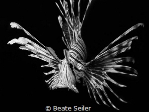 Lionfish B/W by Beate Seiler 